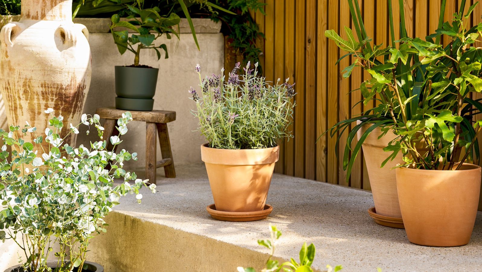 A lavender, eucalyptus and fig plant in terracotta pots on a patio step