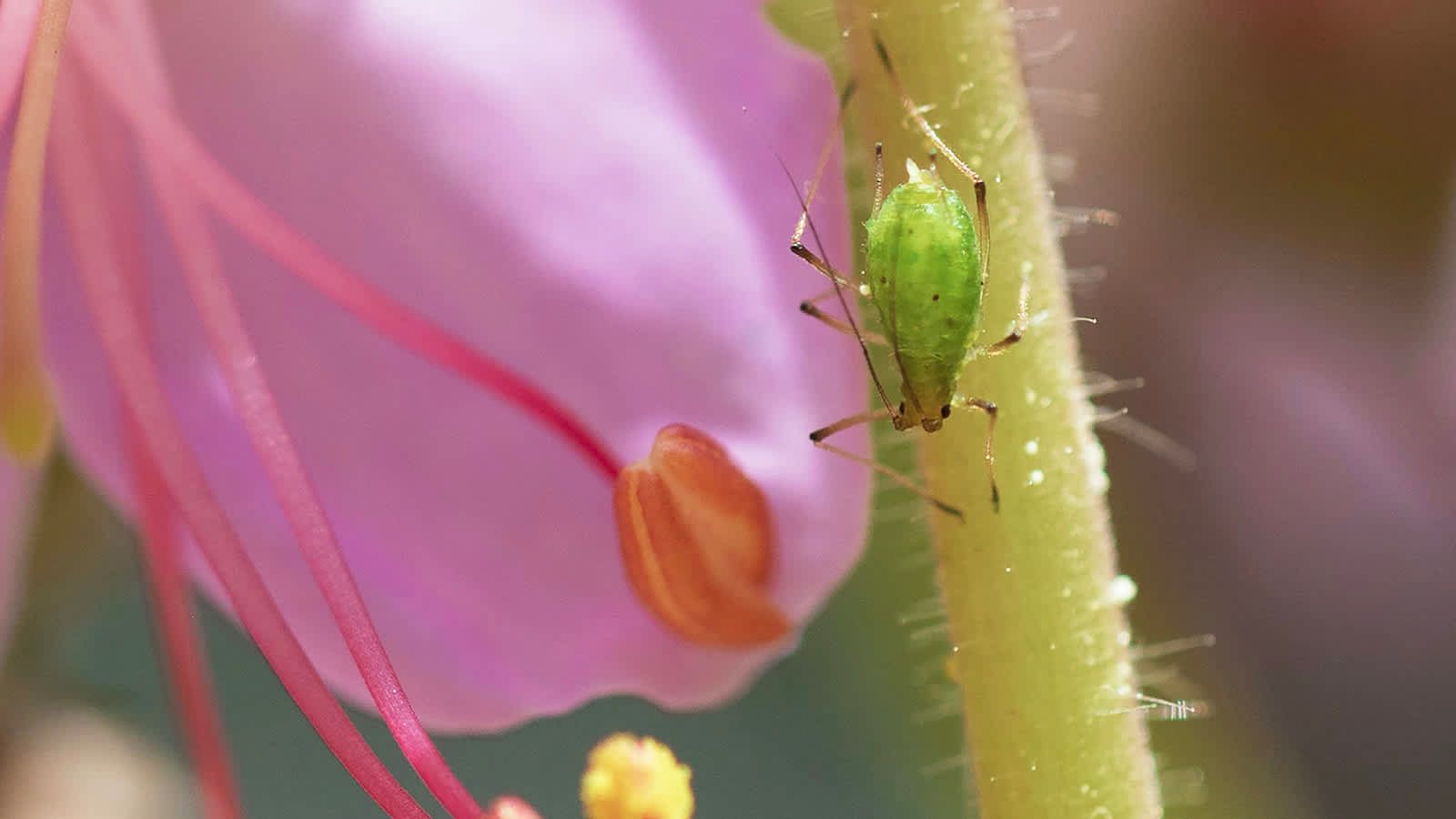 Aphid on an outdoor flowering plant