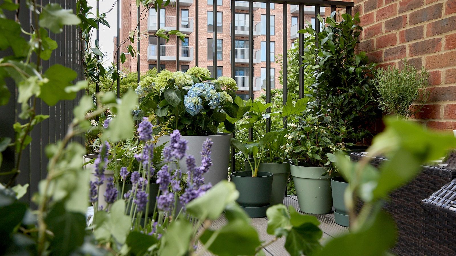 An urban balcony with a group of potted plants, including lavender and hydrangeas.