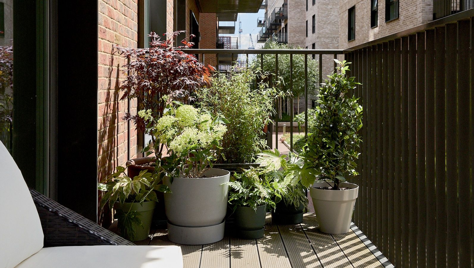 A group of potted plants sit in the corner of an urban balcony, including a red acer, white hydrangea and bay shrub.