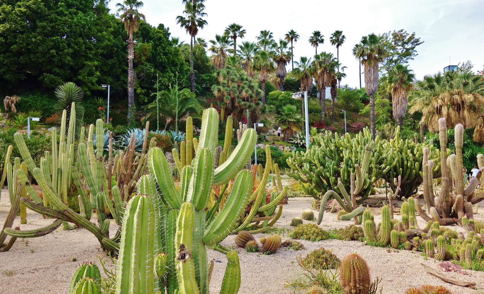 A large area dotted with different species of cacti.