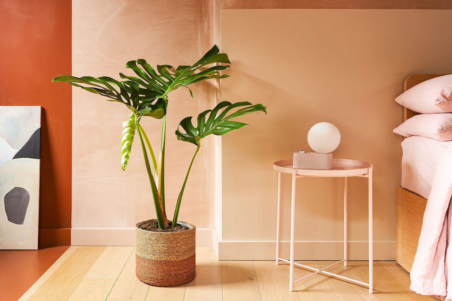 A large Swiss Cheese Plant sits in a striped basket next to a pink side table and pink bed