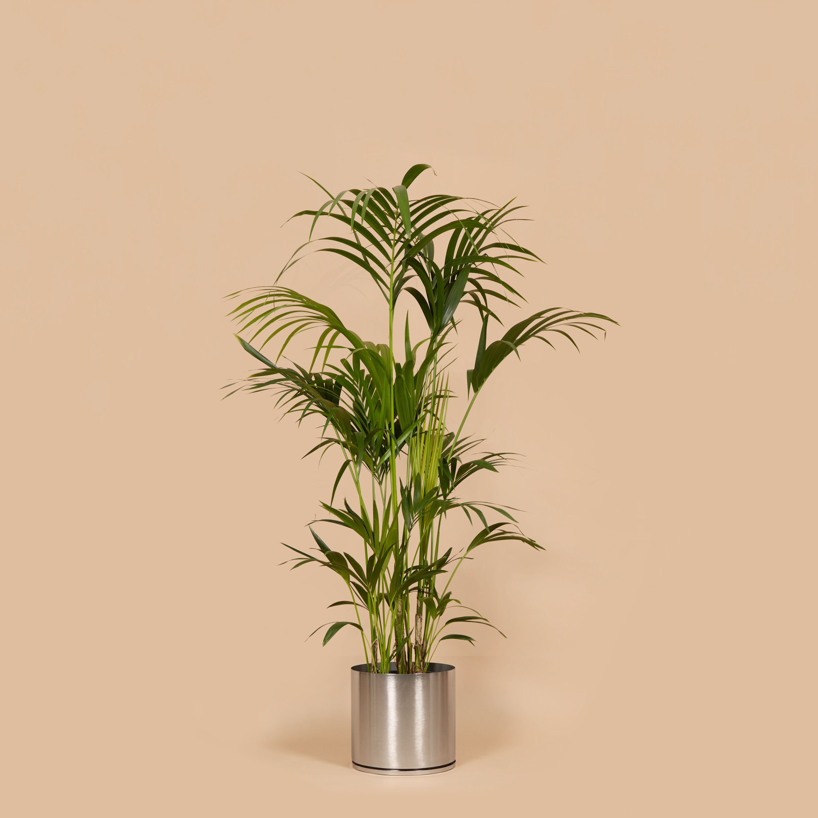 A Kentia palm in a metal pot against a beige background