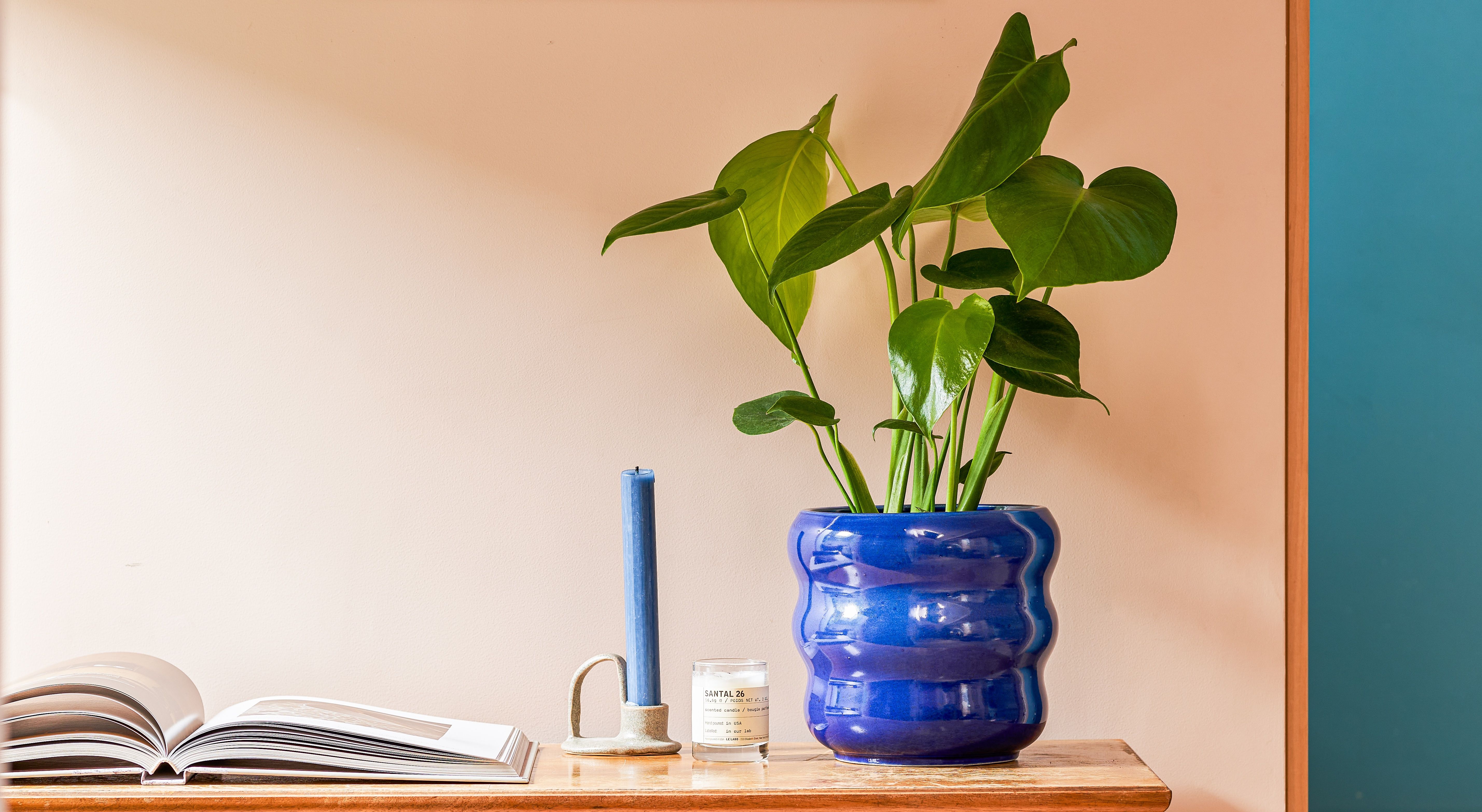 A Swiss cheese plant sits in a cobalt blue pot on a sideboard, next to an open book.