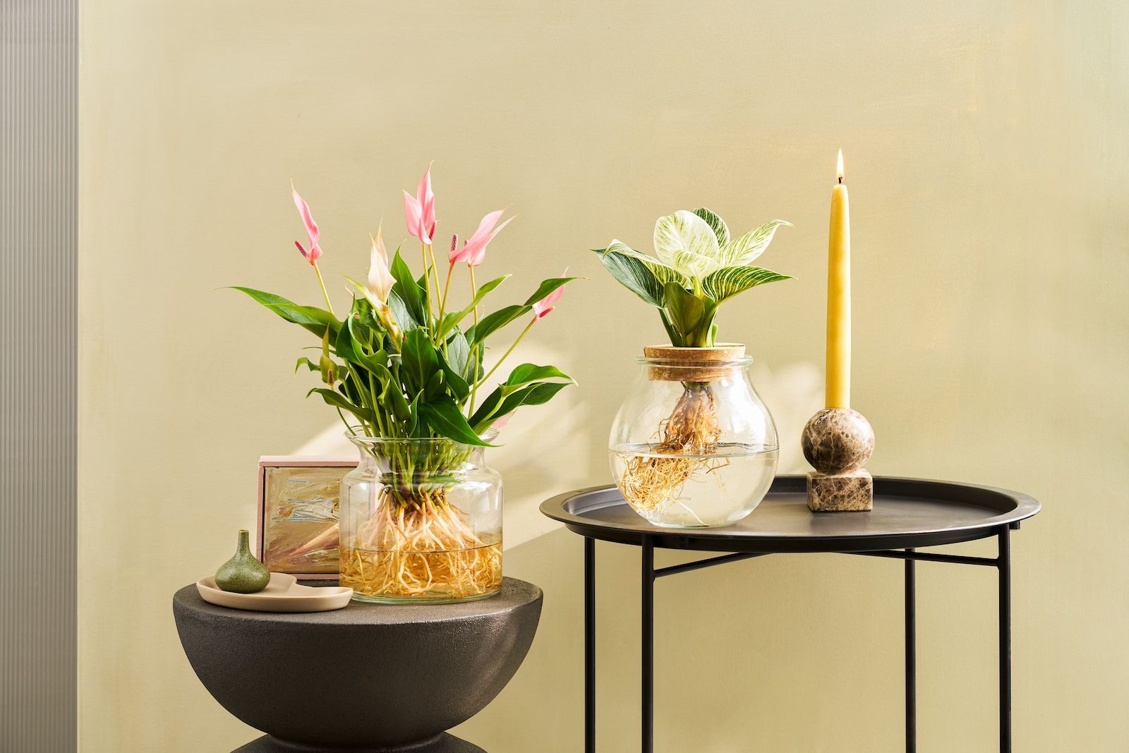 A hydroponic Anthurium 'Lilli' and Hydroponic Philodendron 'White Wave' on metal tables