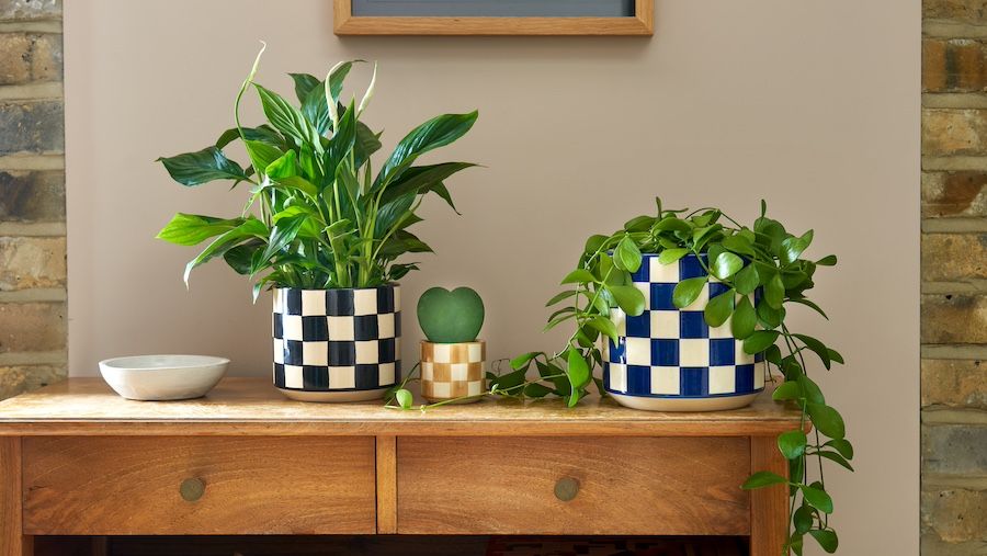 A peace lily, hoya and string of nickels in checked pots