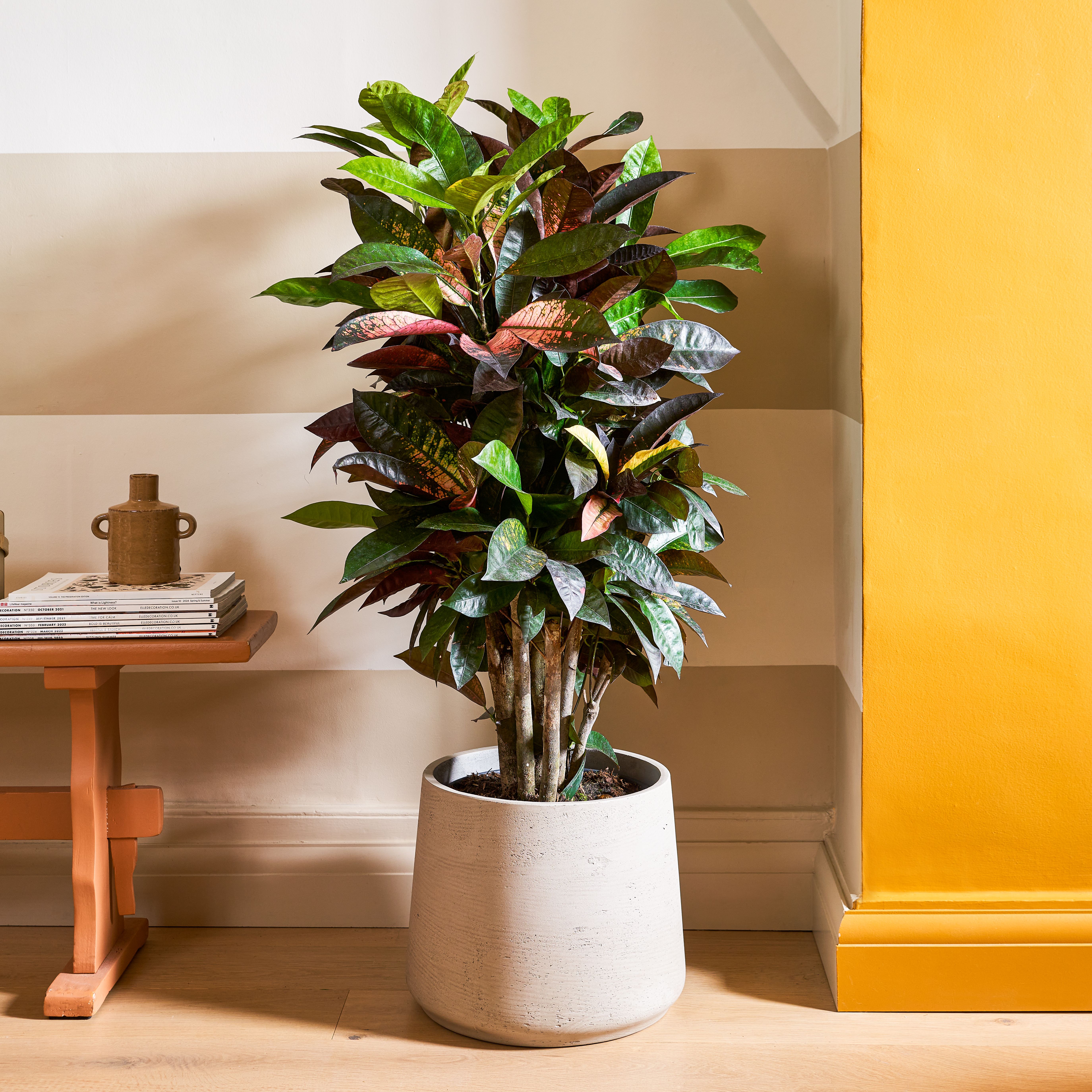 A plant with colourful leaves sits in a clay pot in front of a neutral striped wall with a large yellow accent stripe.