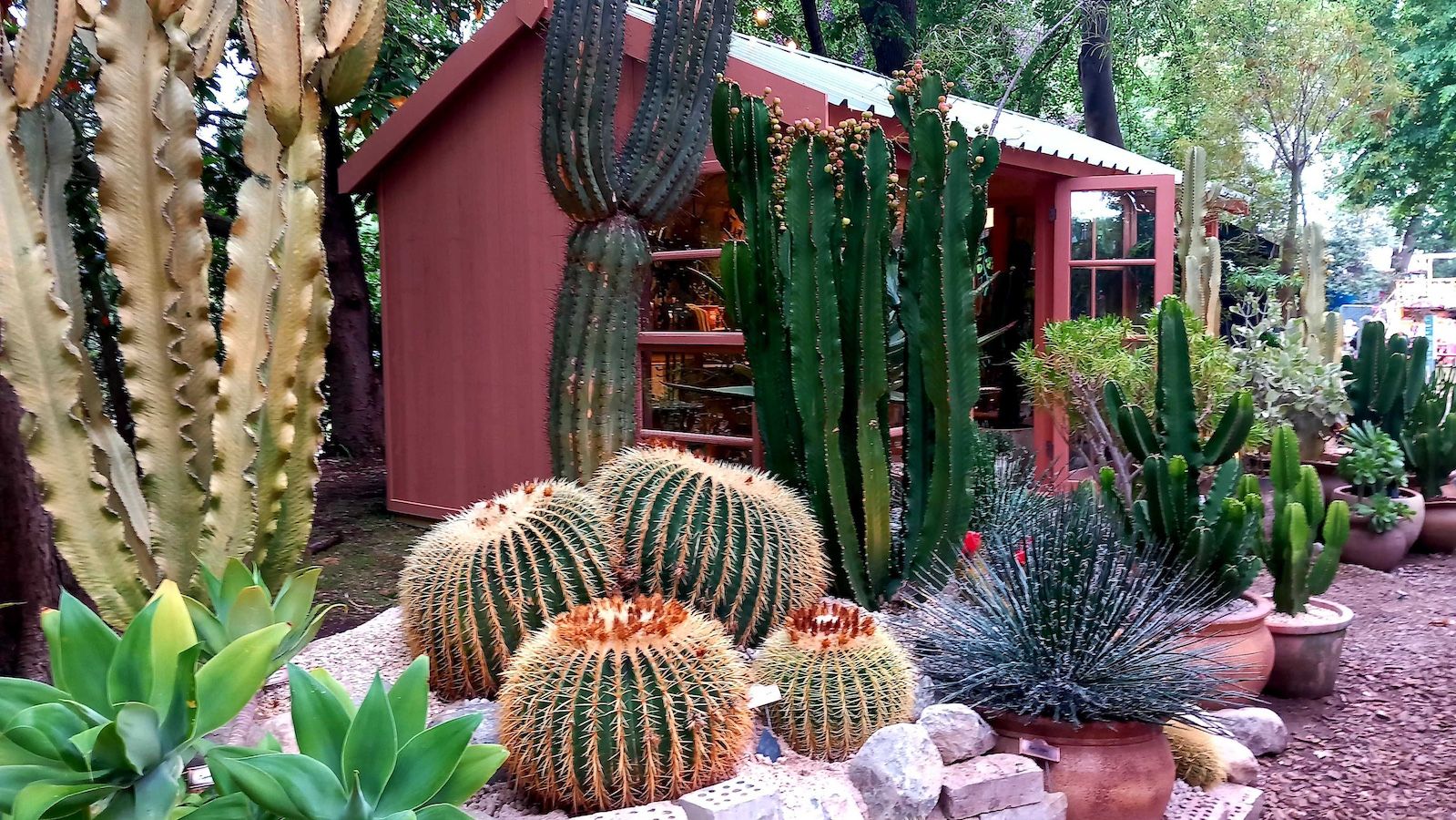 Conservatory Archives ‘An Ode to Endurance’ garden, featuring cacti and succulents arranged around a red shed