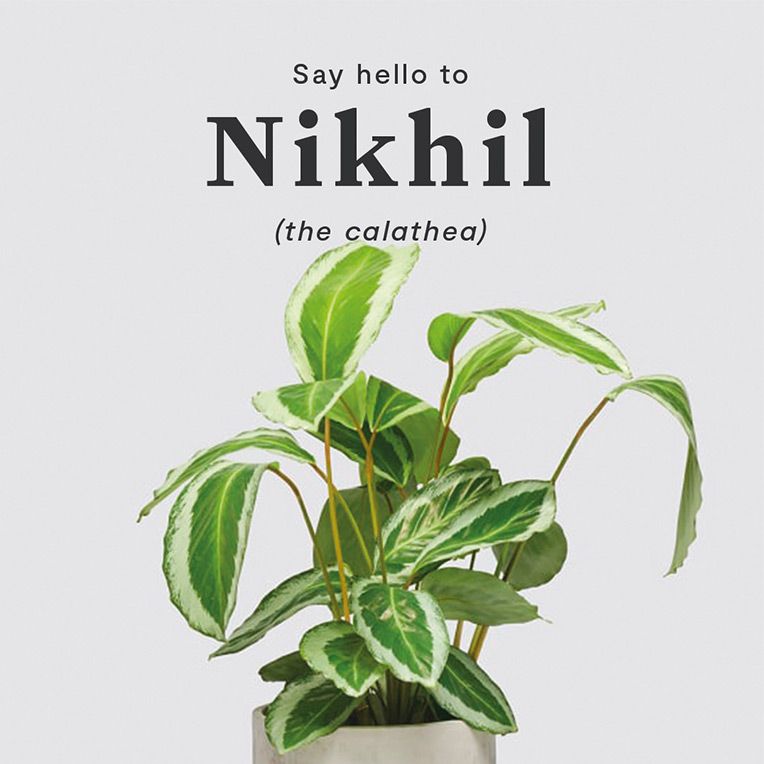 Studio shot of Nikhil, the calathea