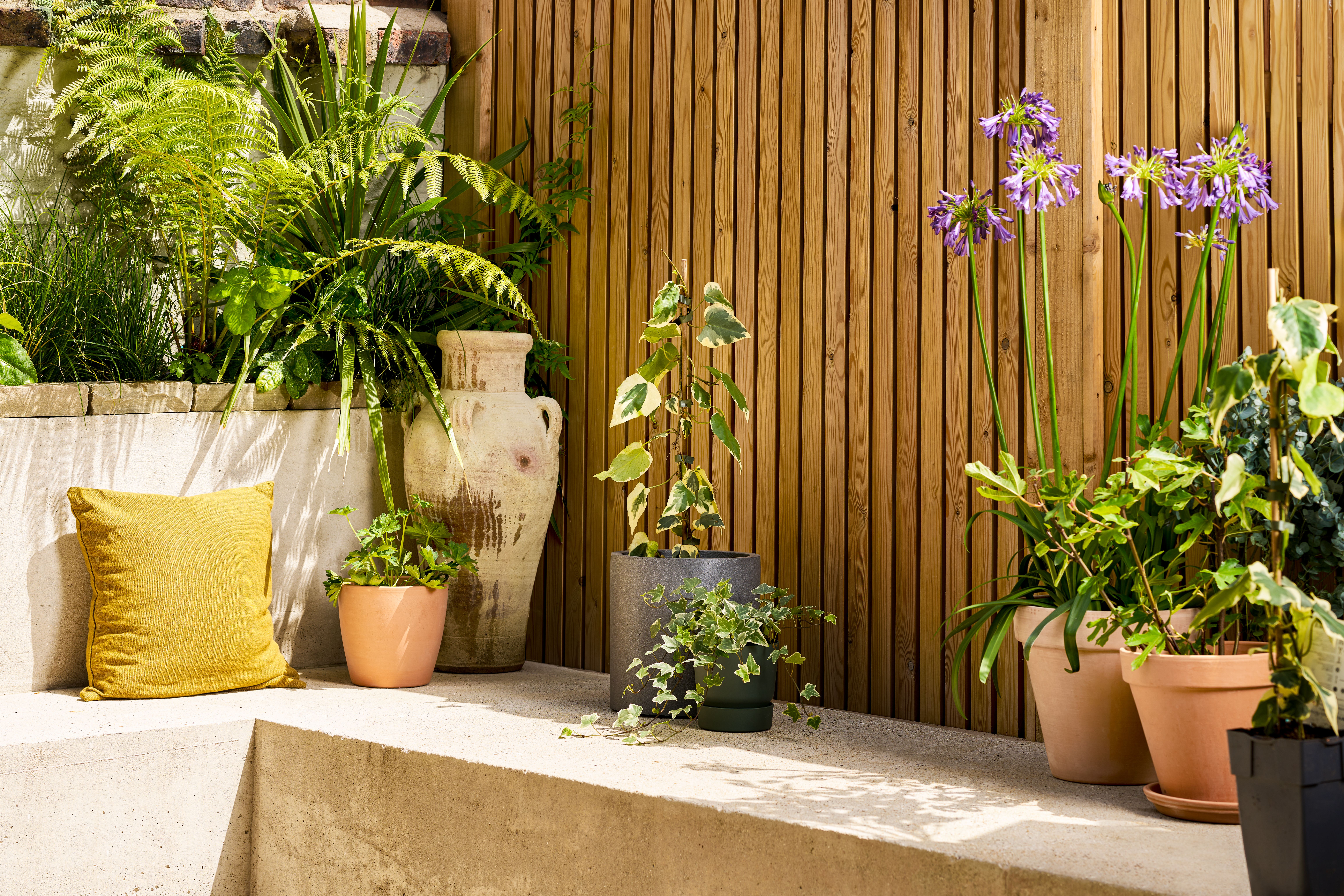 Two ivy plants are grouped together, next to an agapanthus and a miniature fig tree. All of them are in pots against a wooden fence