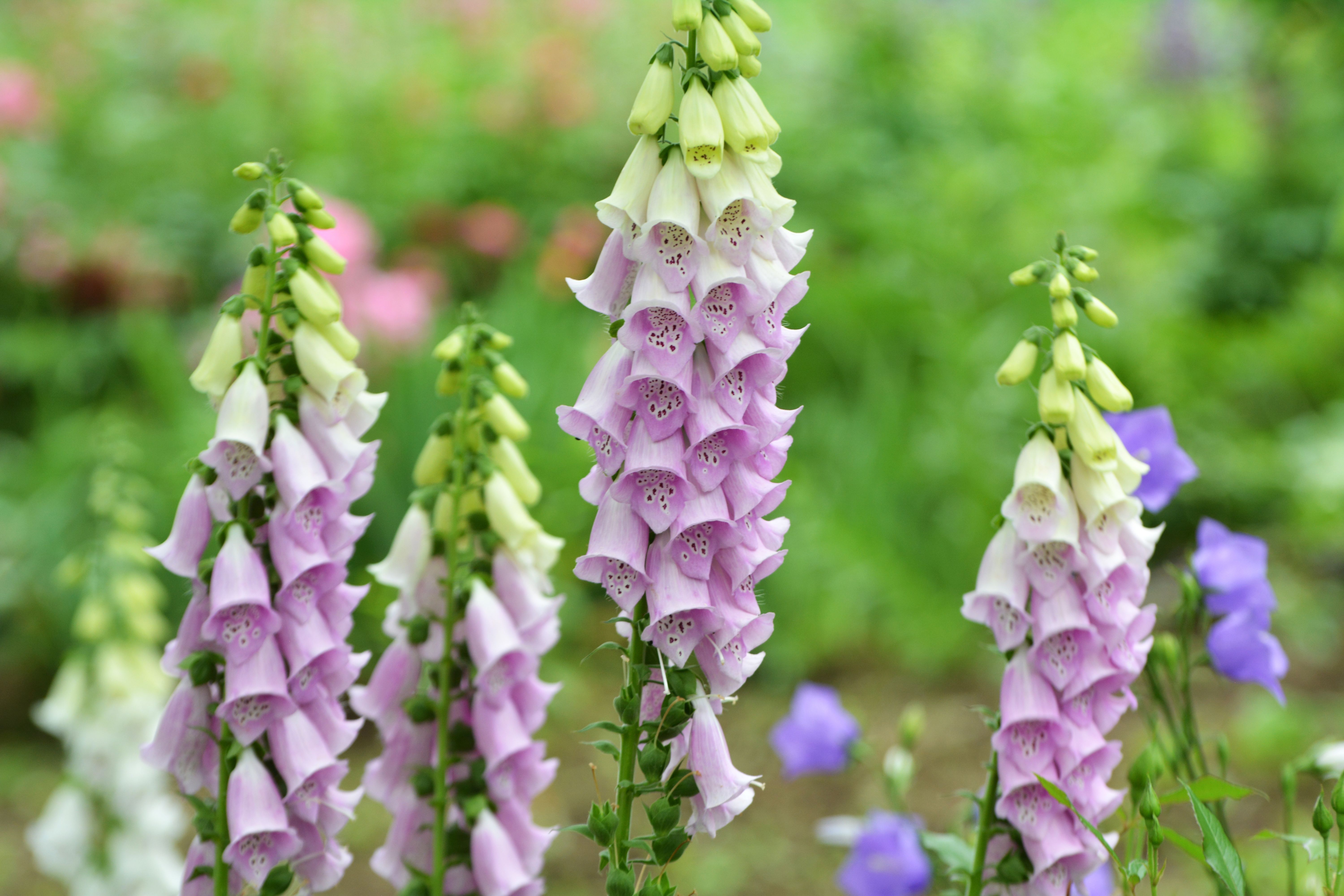 pink foxgloves in flower