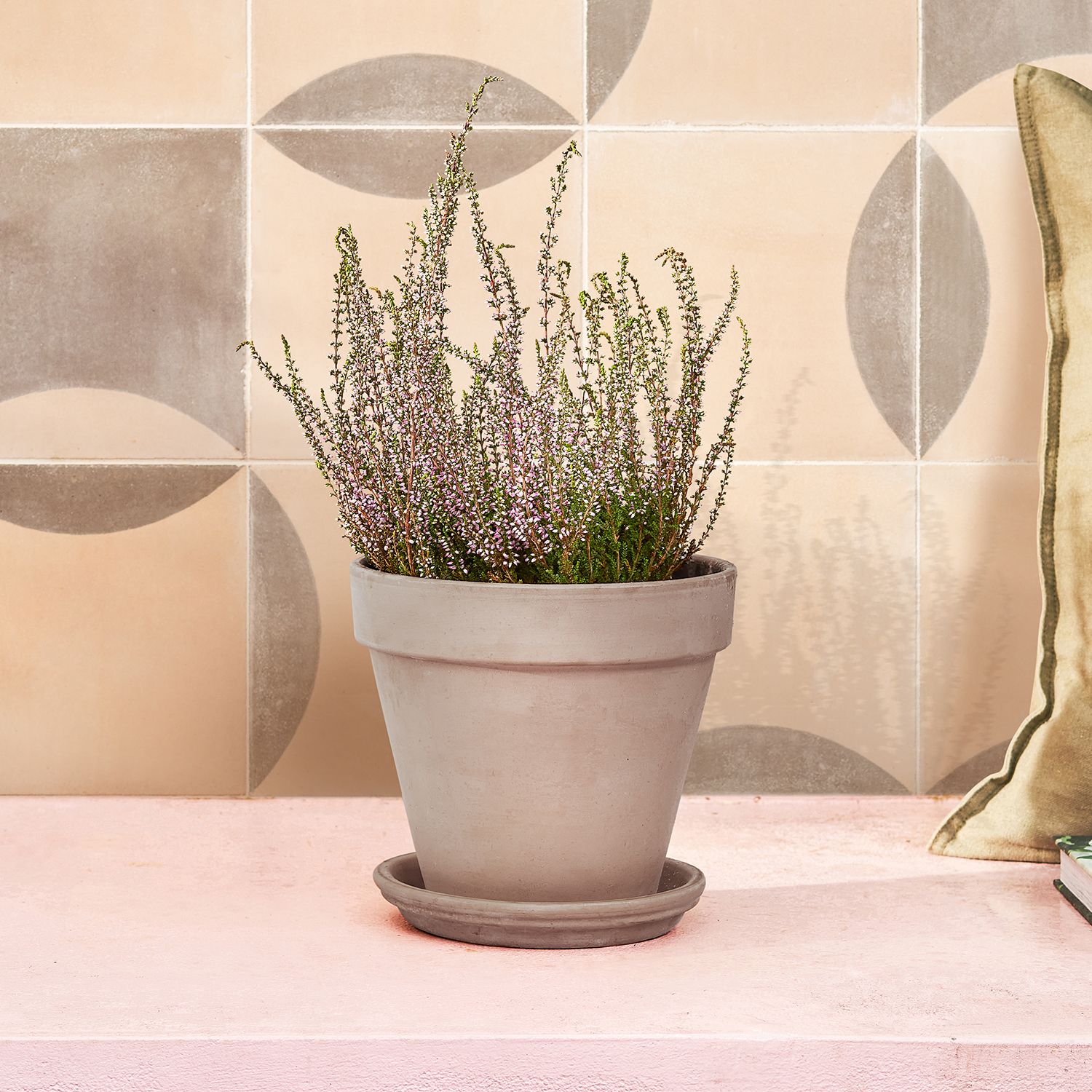 A pink heather sits in a grey pot in front of a pink-tiled wall