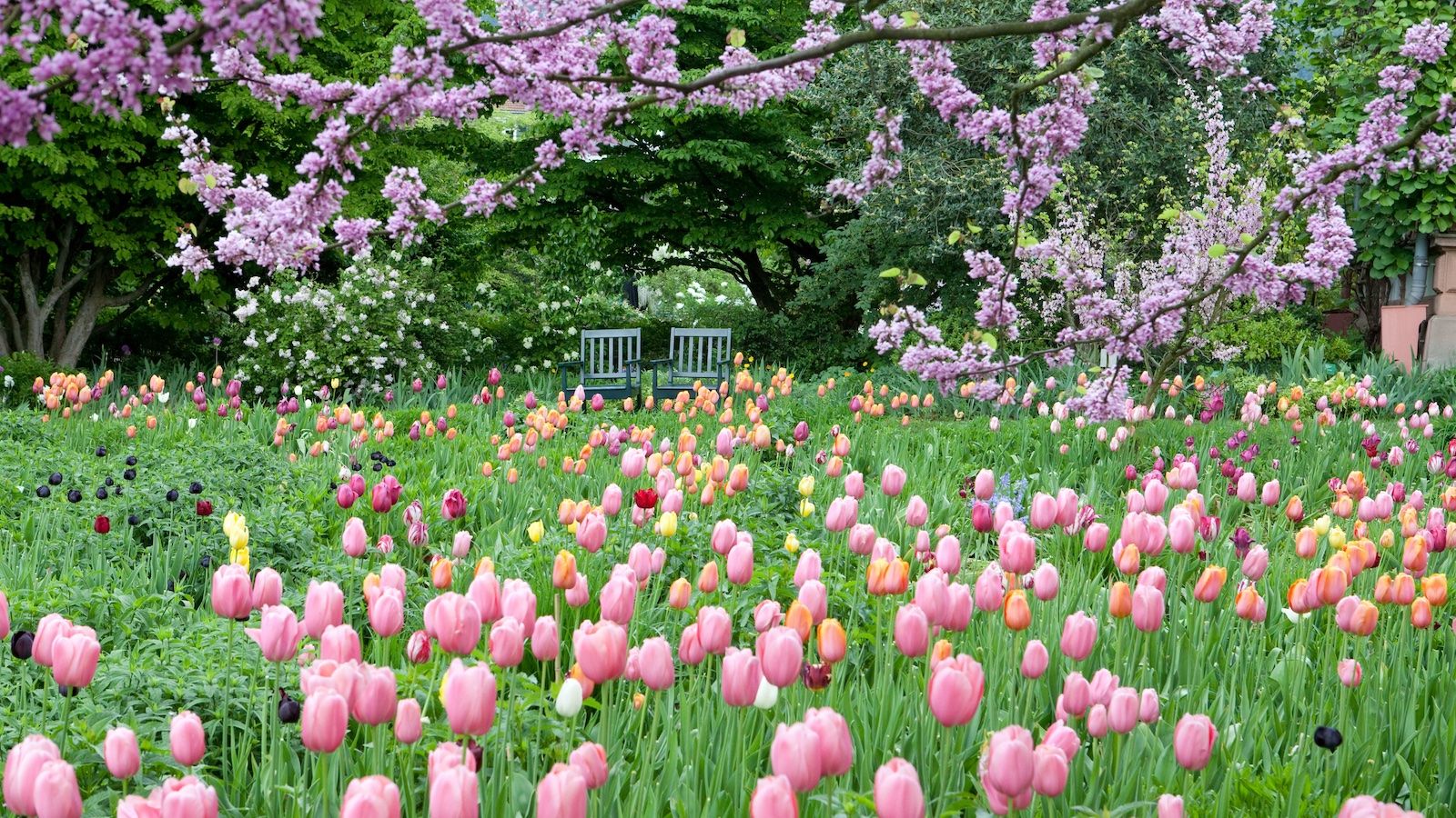 A meadow of pink and orange tulips surrounds two garden chairs, which seat beneath wisteria.