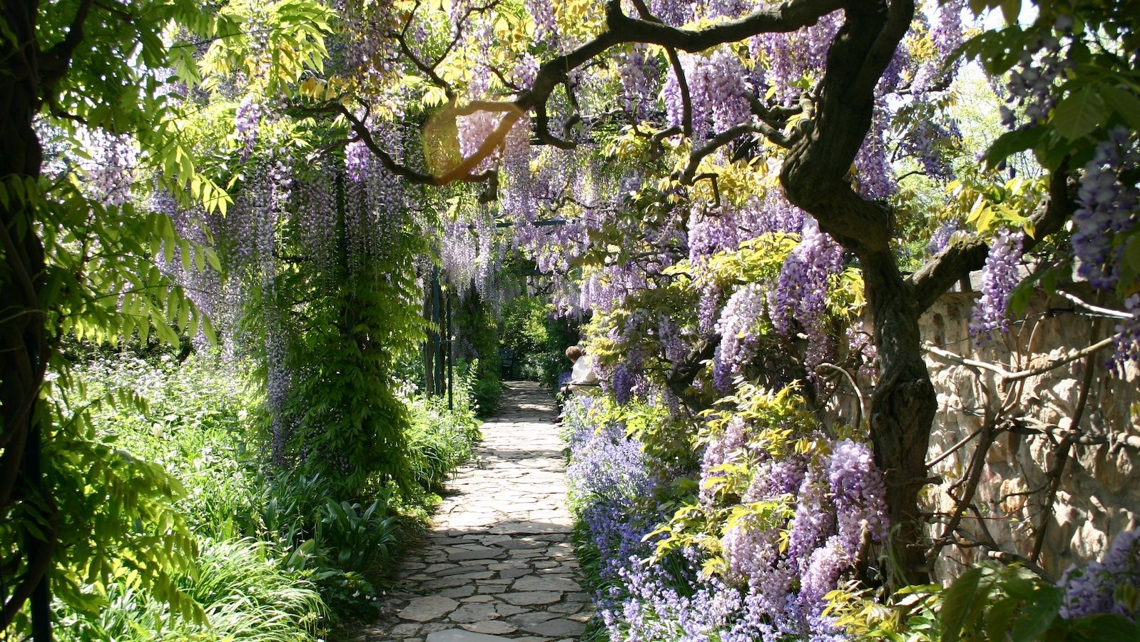 A garden patch is covered with wisteria