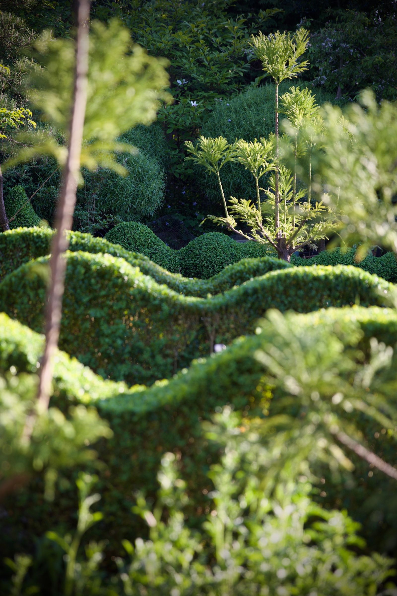 An artistic shot of Jake Hobson's garden, showing the curves of the conifers..