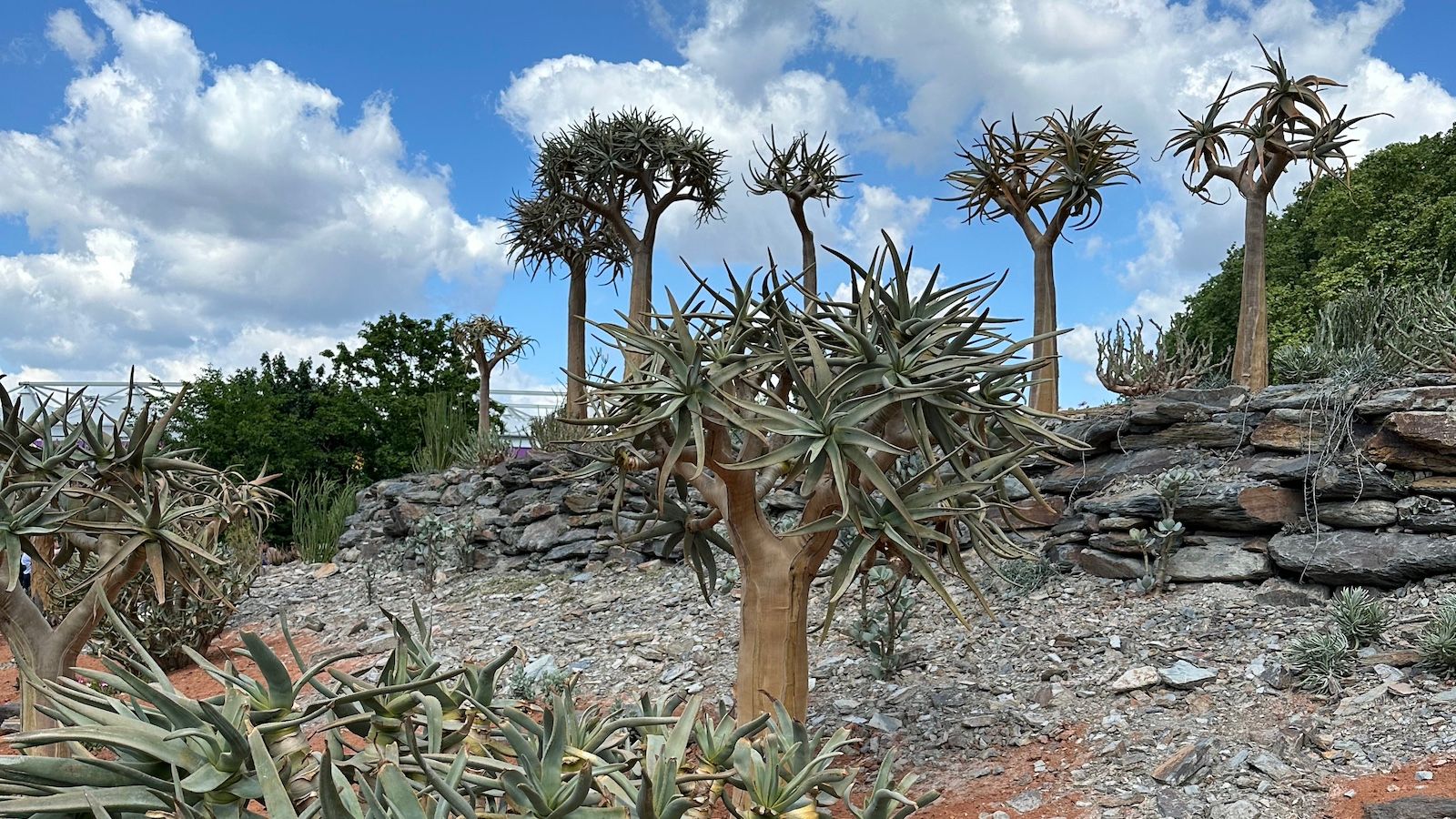 Karoo Succulent Garden designed by Kate Lewis at The Newt in Somerset and Ernst van Jaarsveld at Babylonstoren
