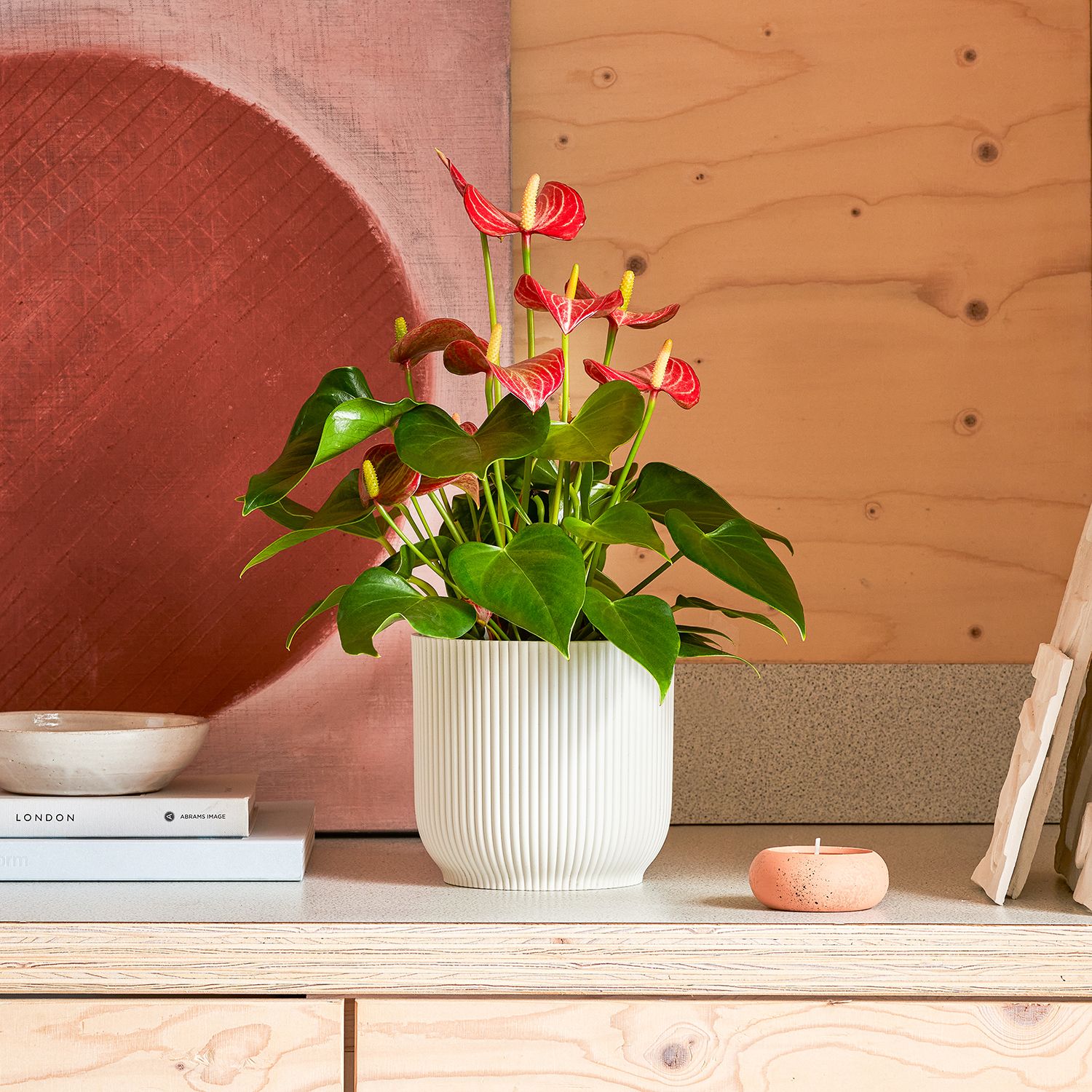 An anthurium 'livium' with red spathes sits in a white pot on a pine wood cupboard. An abstract artwork in pink colours is seen in the background.