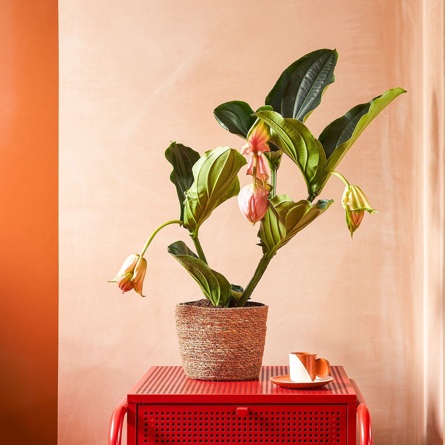 A houseplant with large pink flowers sits on a red metal side table, in front of a plaster-style wall with a large red stripe.