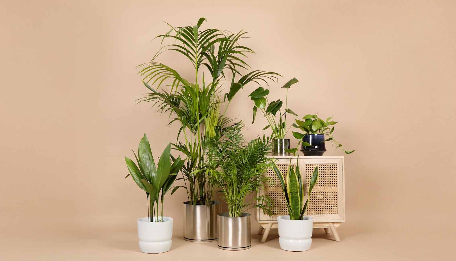A Kentia palm, Aspidistra, Parlour palm, Snake Plant, Cheese Plant and Golden pothos are photographed against a beige background