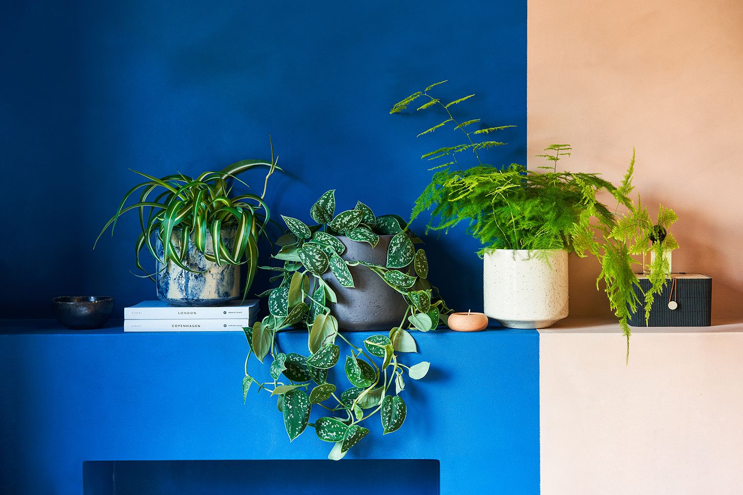 Lots of plants sit on a ledge in a cobalt-blue bathroom