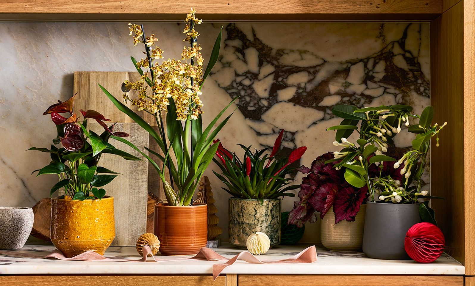 A range of colourful plants, including an orchid, begonia, Madagascar jasmine and anthurium on a marble countertop surrounded by paper Christmas decorations