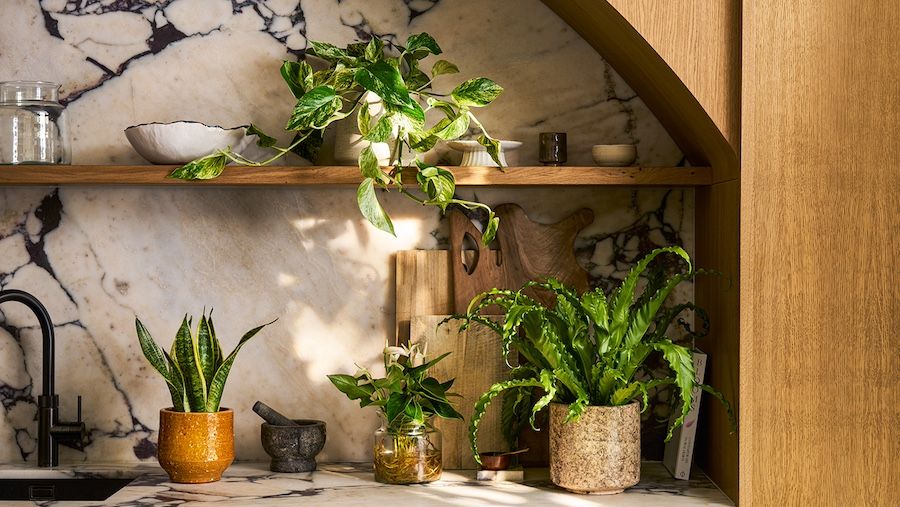 A marble kitchen countertop decorated with houseplants