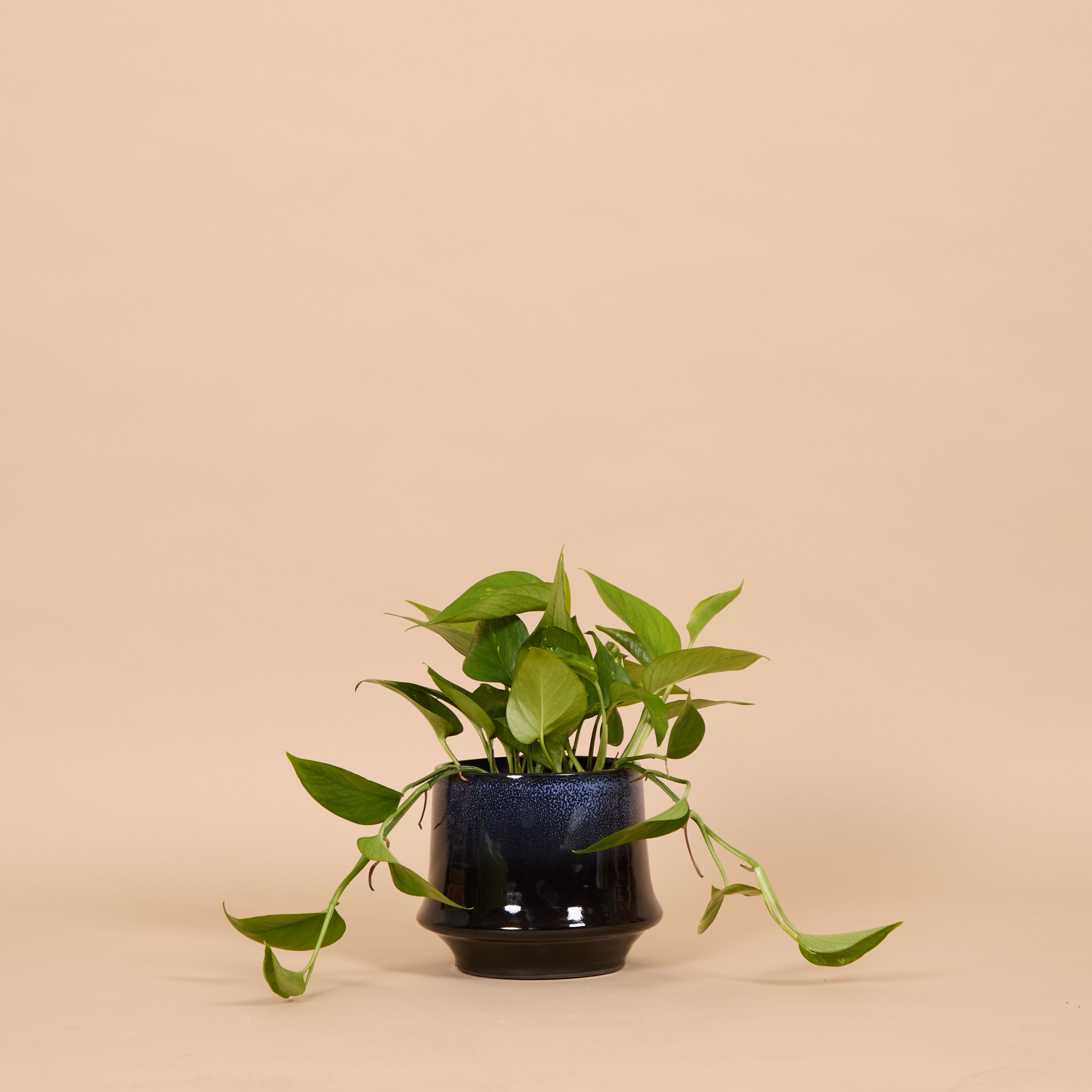 A Devil's Ivy in a navy blue pot against a beige background