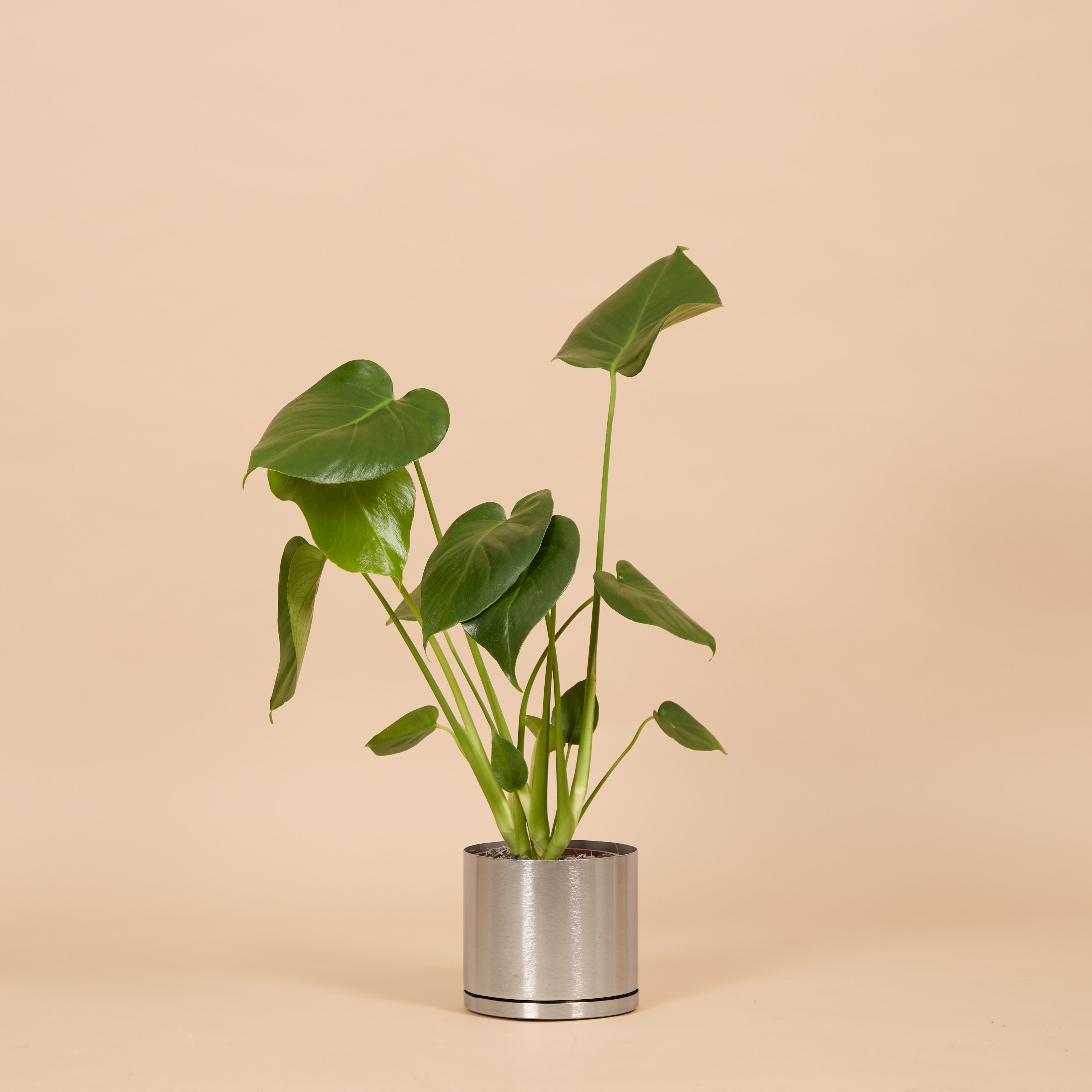 A Swiss Cheese plant in a metal pot against a beige background