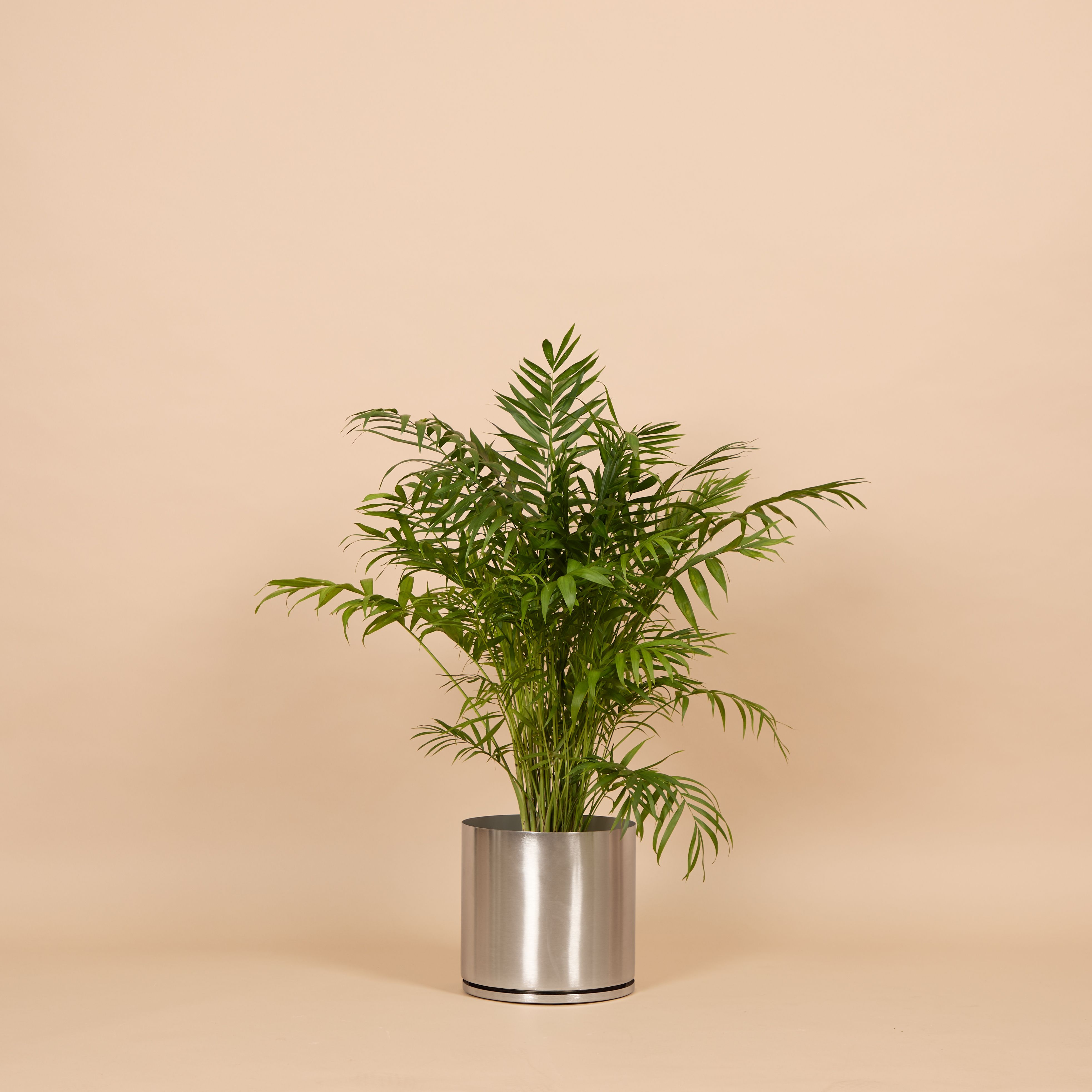 A Parlour palm in a metal pot against a beige background