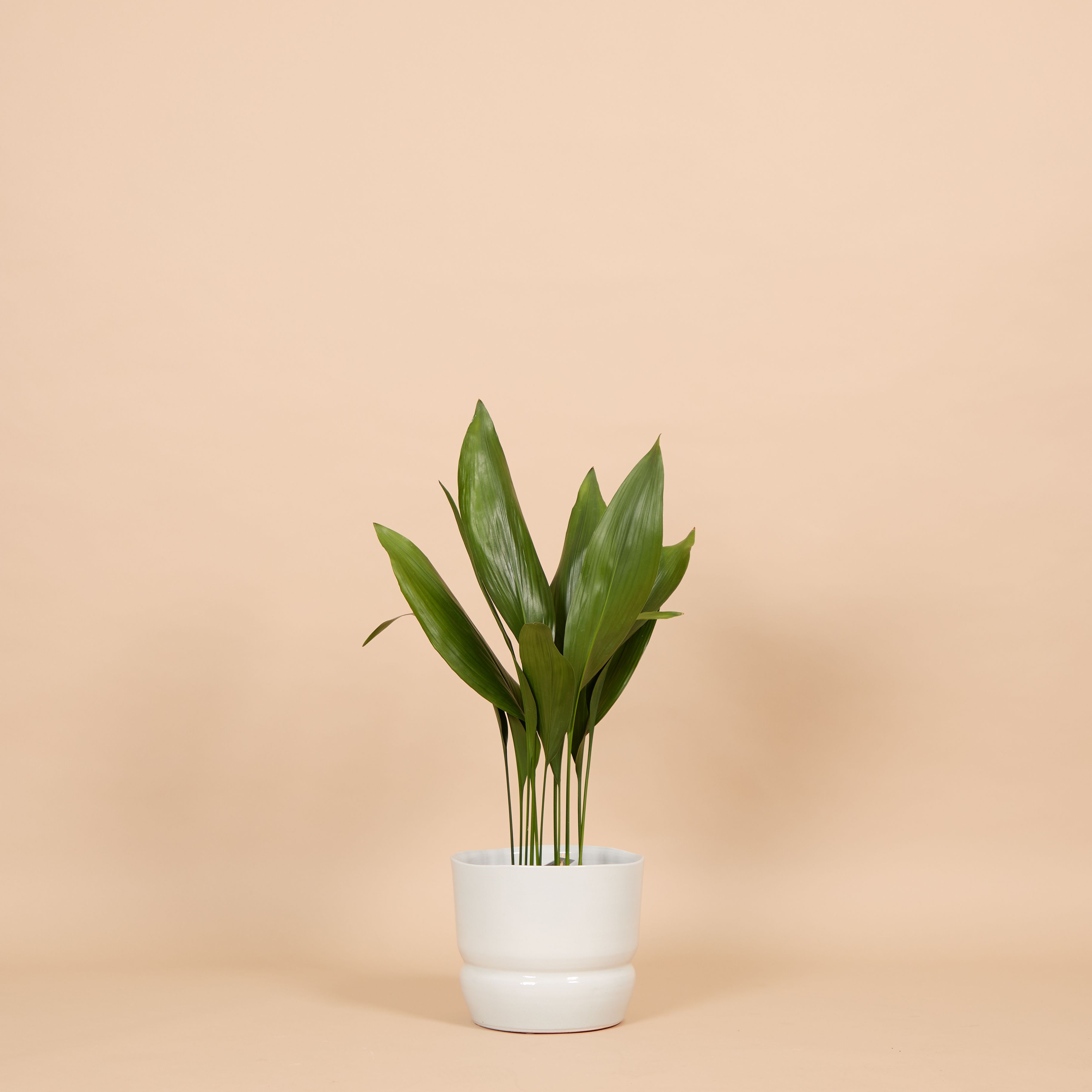 An Aspidistra in a pale blue pot against a beige background