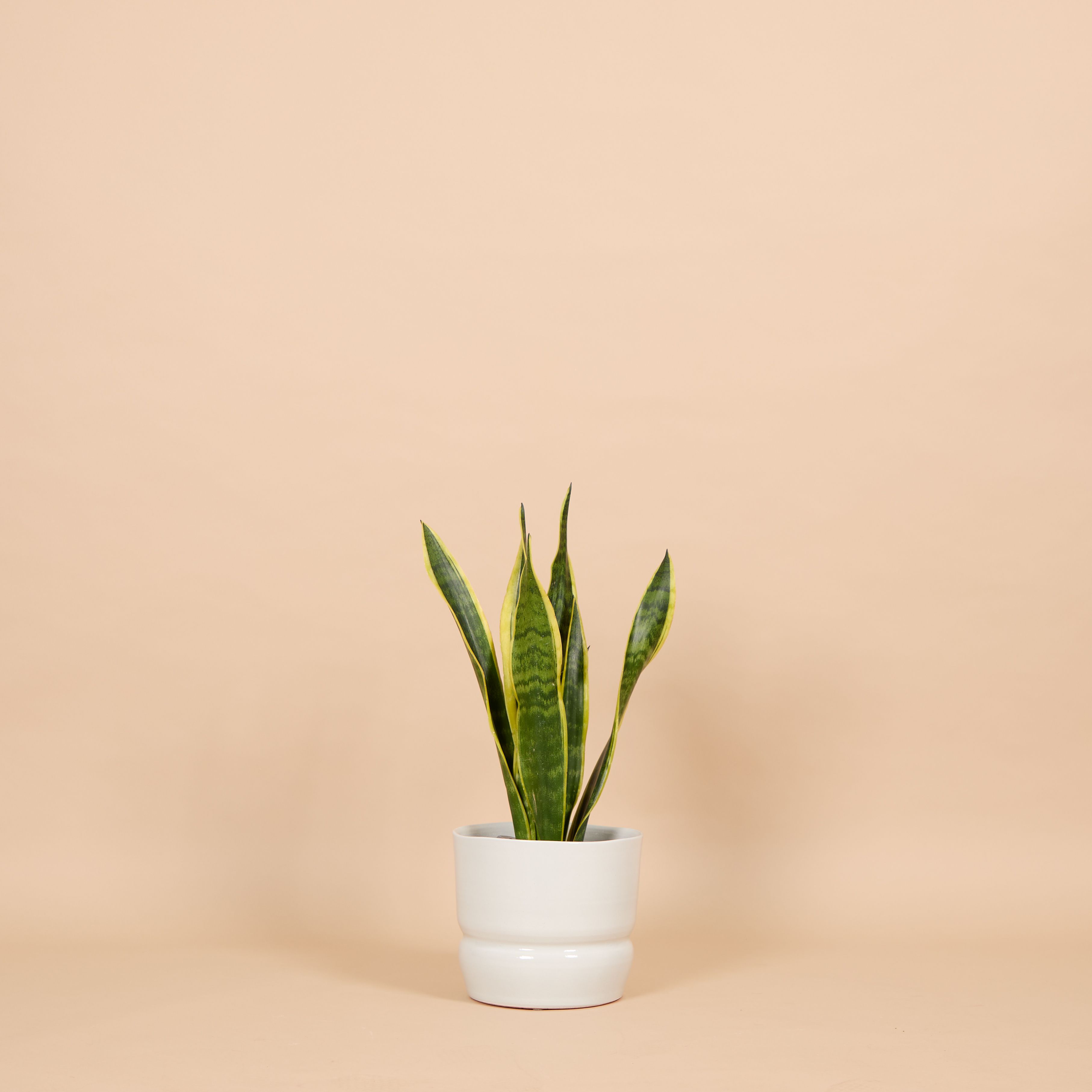 A Snake plant in a pale blue pot against a beige background