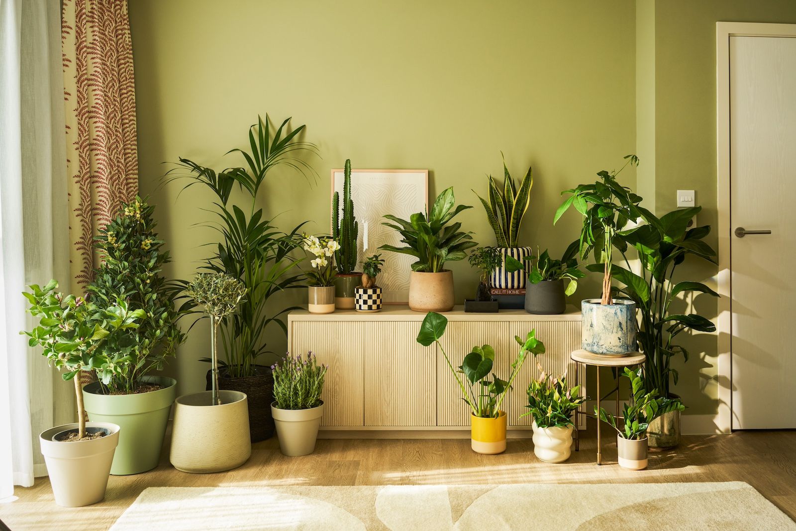 A collection of plants, including a Kentia palm, Pachira aquatica, Swiss cheese plant, Snake plant and Euphorvia decorate a sage green living room