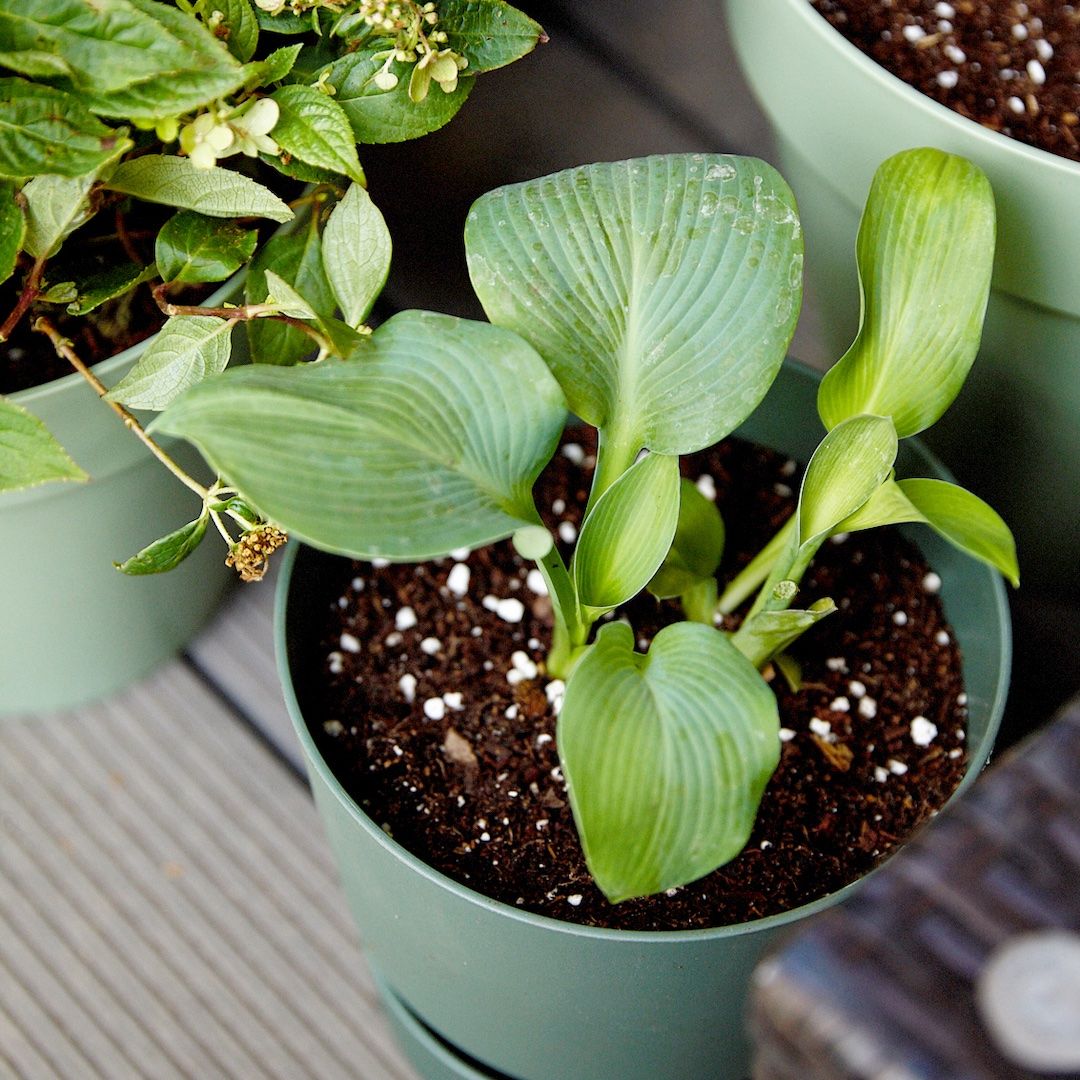 A Hosta plant sits in a green plant pot