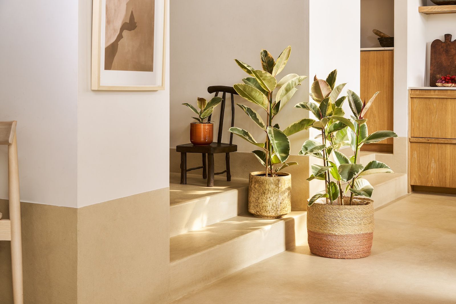 Three variegated Rubber plants in different sizes are arranged up a set of steps in a neutral home. They are in pots of contrasting textures.