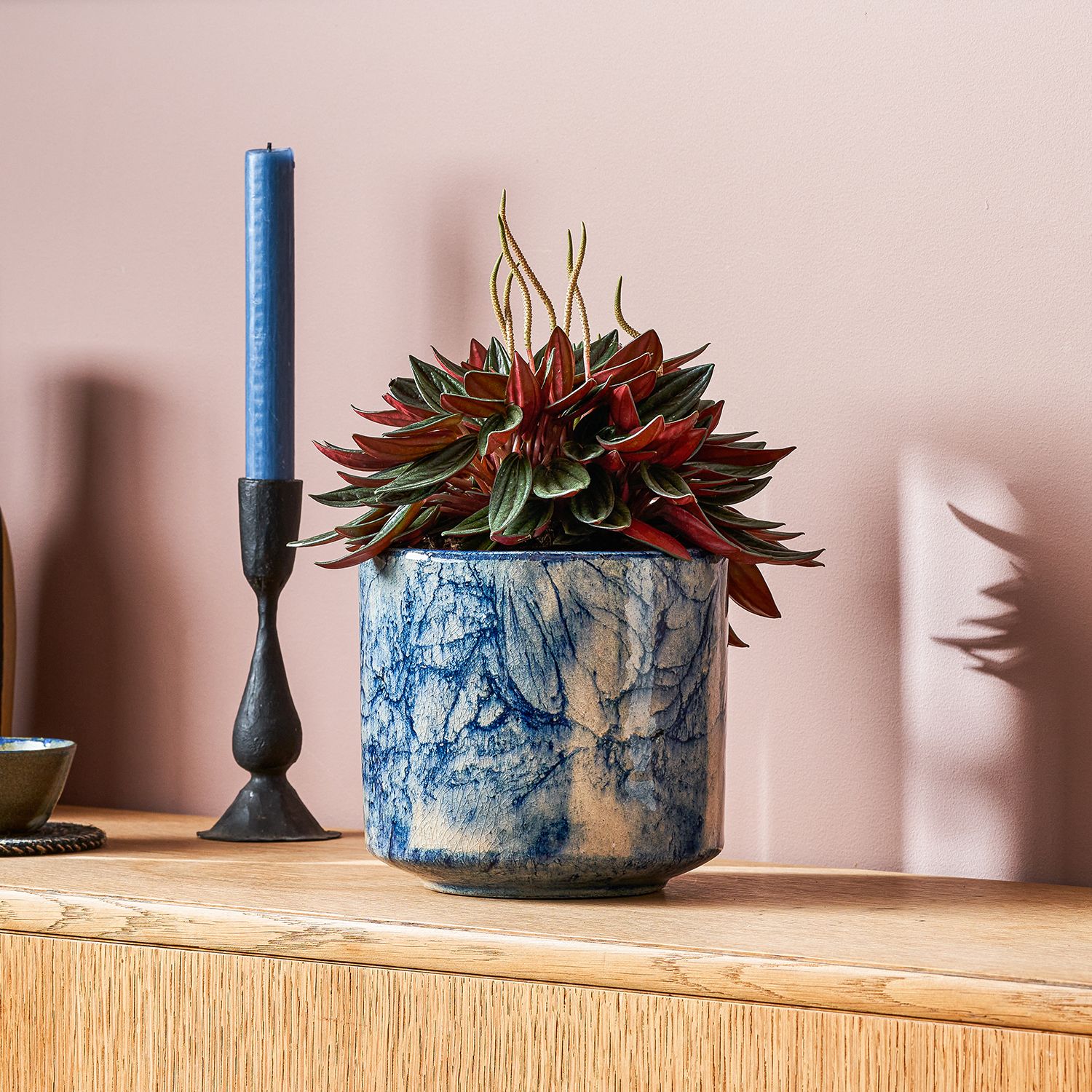 A pepperomia rosso with green leaves and a red underside sits in a blue pot on a wooden sideboard.