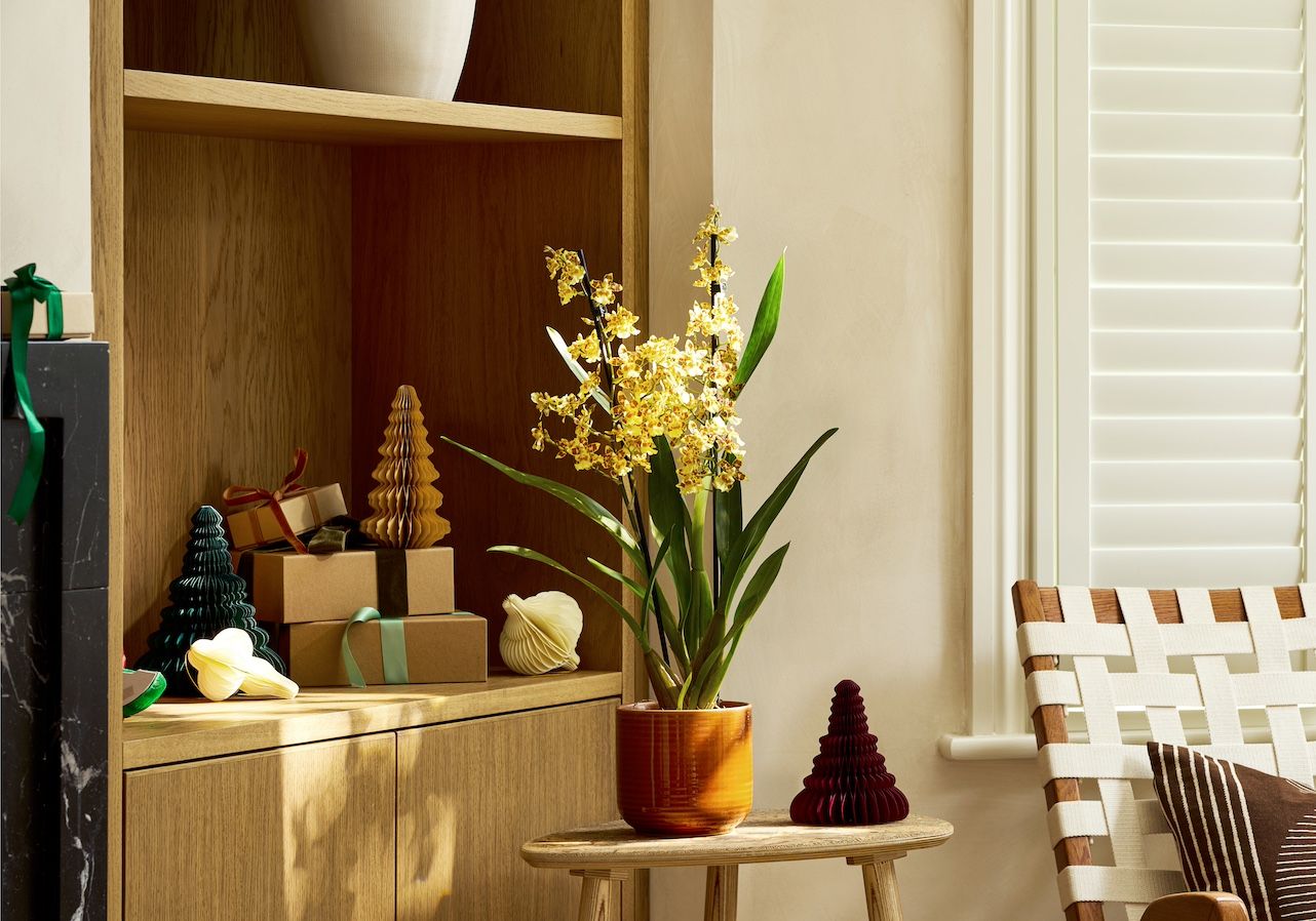 A Cambria 'Pacific Sunset' in an orange pot sits next to paper decorations and Christmas gifts