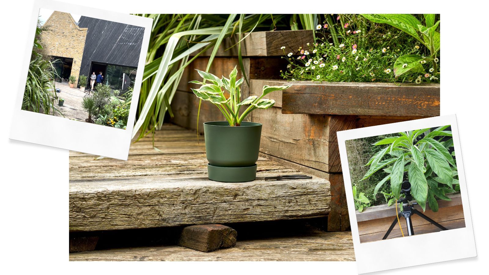 Three images show a hosta plant in a green pot, a camera hiding among the leaves the exterior of a large house.