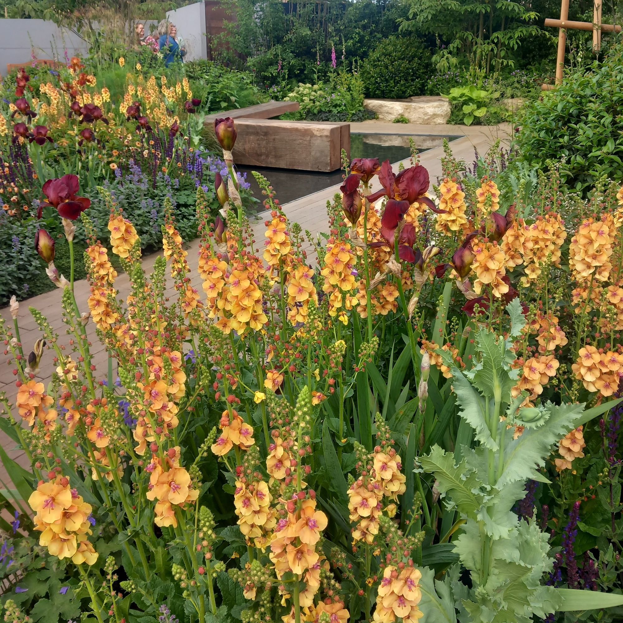 Colourful flowers in Rob Hardy’s Trussell’s Together Garden