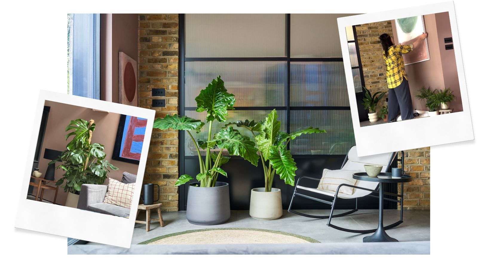 Three images, one showing a woman hanging a painting on a wall, one showing a large plant in a corner and the central image showing two large plants in front of a glass room divider.