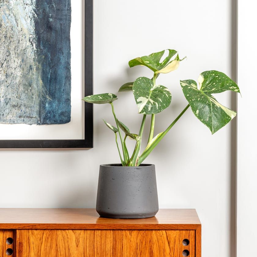 Variegated monstera on a table top.