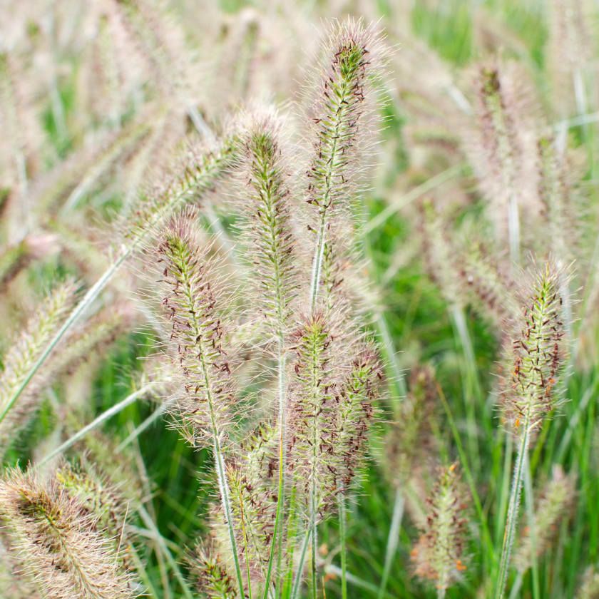 Close up of Pennisetum alopecuroides Hameln