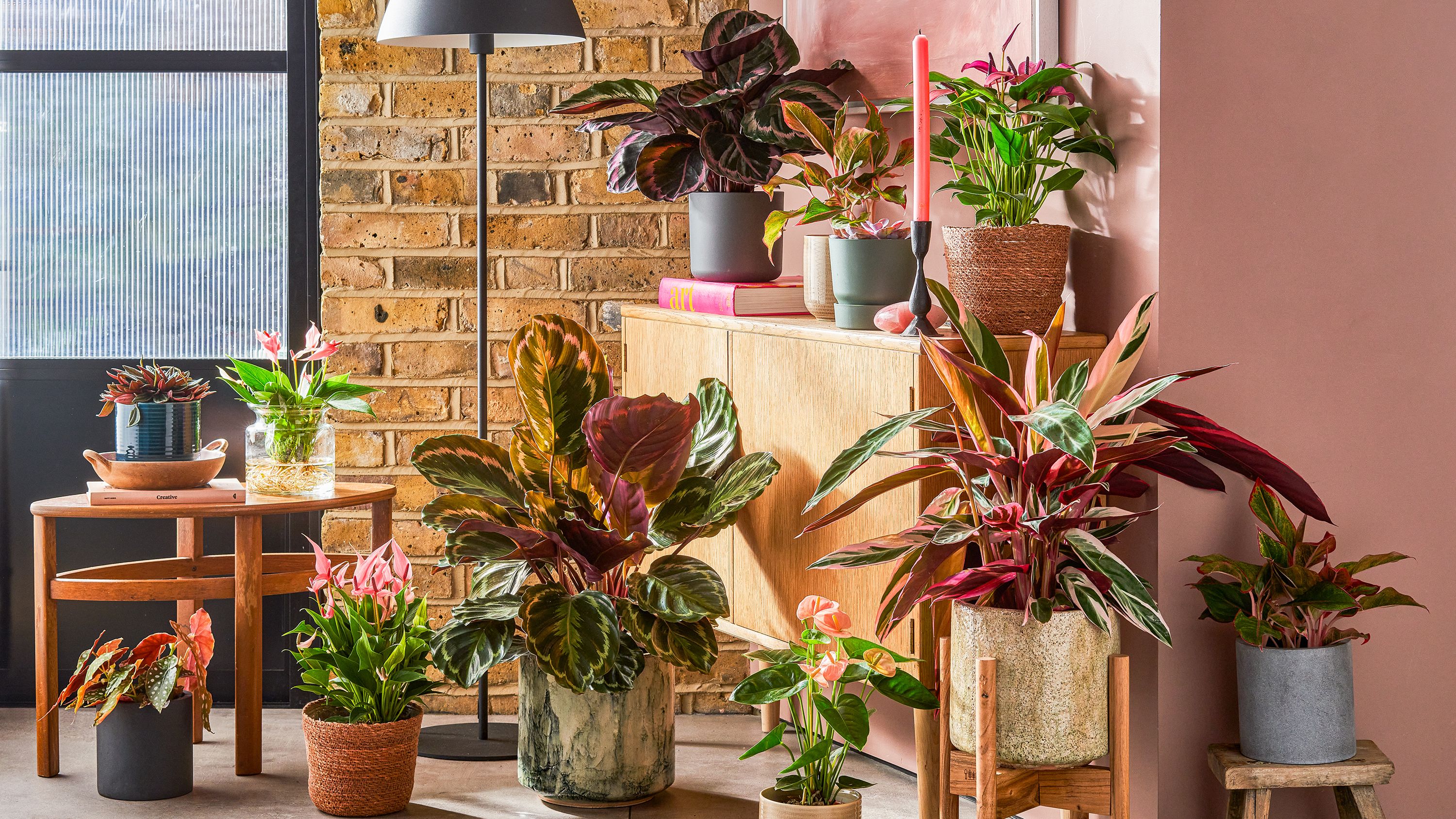 A series of pink-coloured plants are arranged in a group in a pink-walled room.