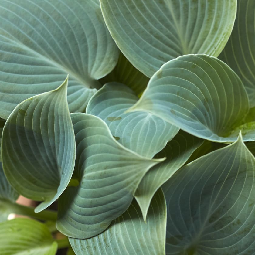 Close up of Hosta plantaginea