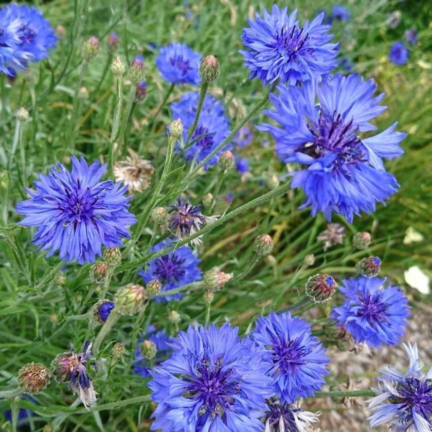 close up of purple cornflowers