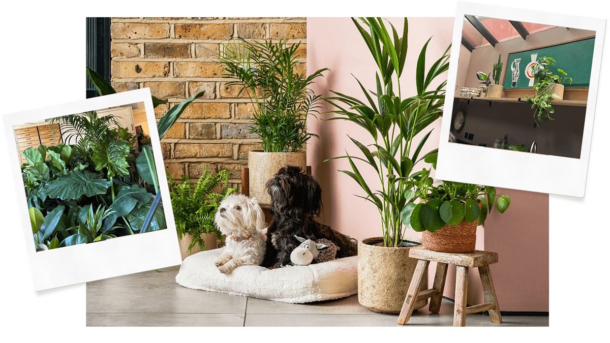 Three images showing two large plants arranged in a pink room; hanging plants on kitchen shelving; and a room filled with plants.