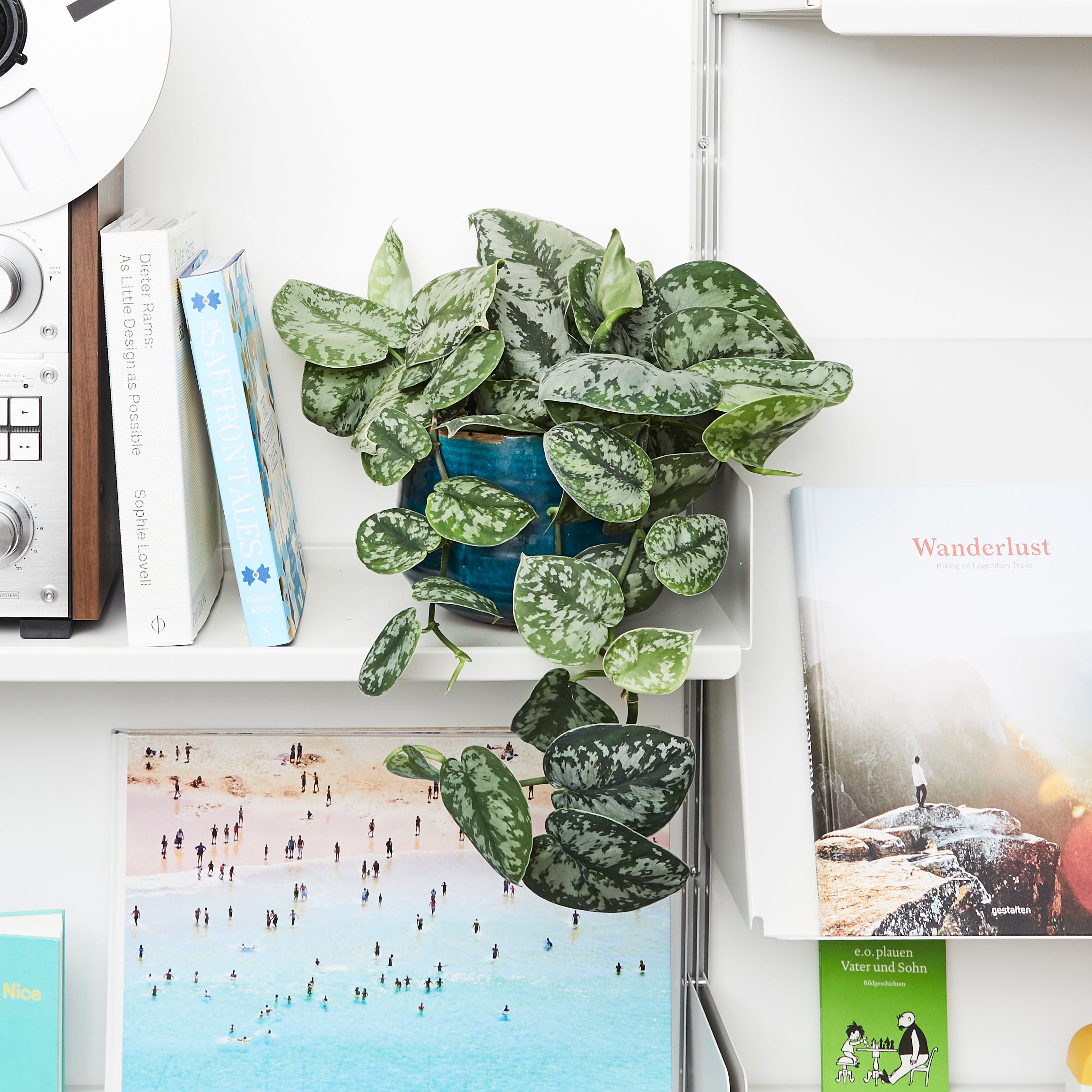 Satin pothos plant in a green pot on a white shelf next to books and pictures