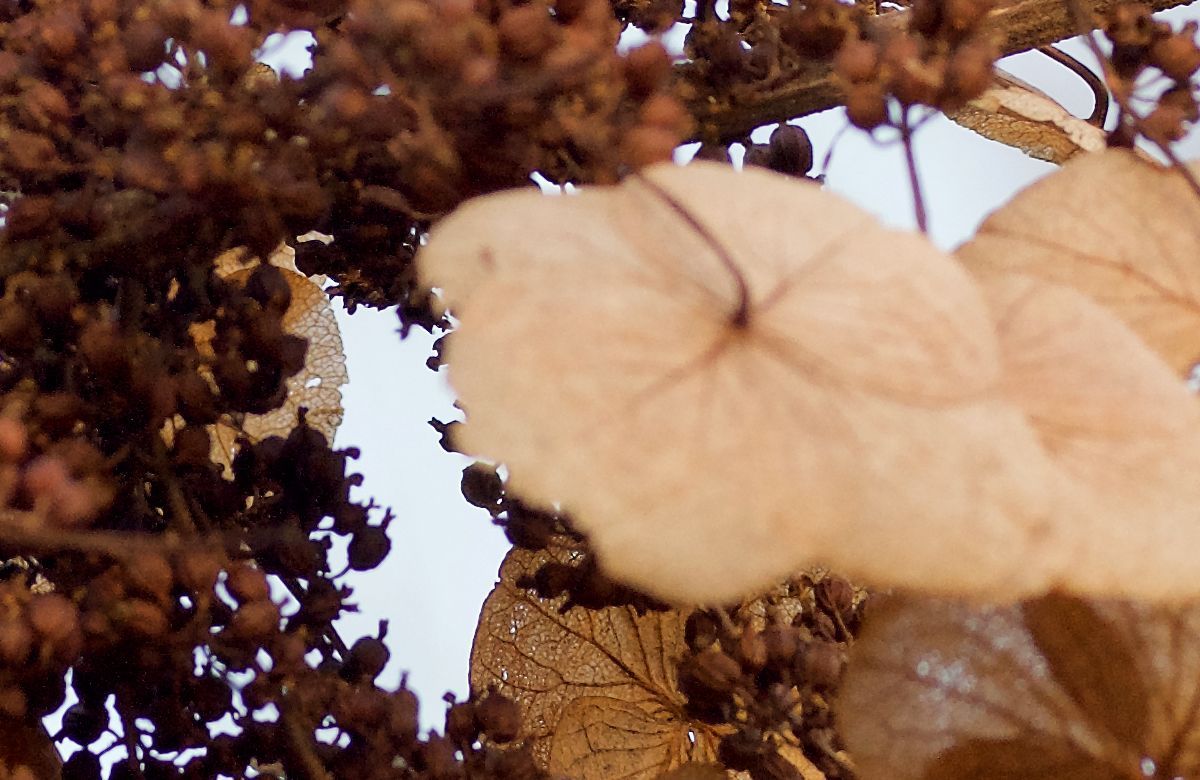 How do I know if my plant is dead? | Patch