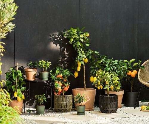 Outdoor plants