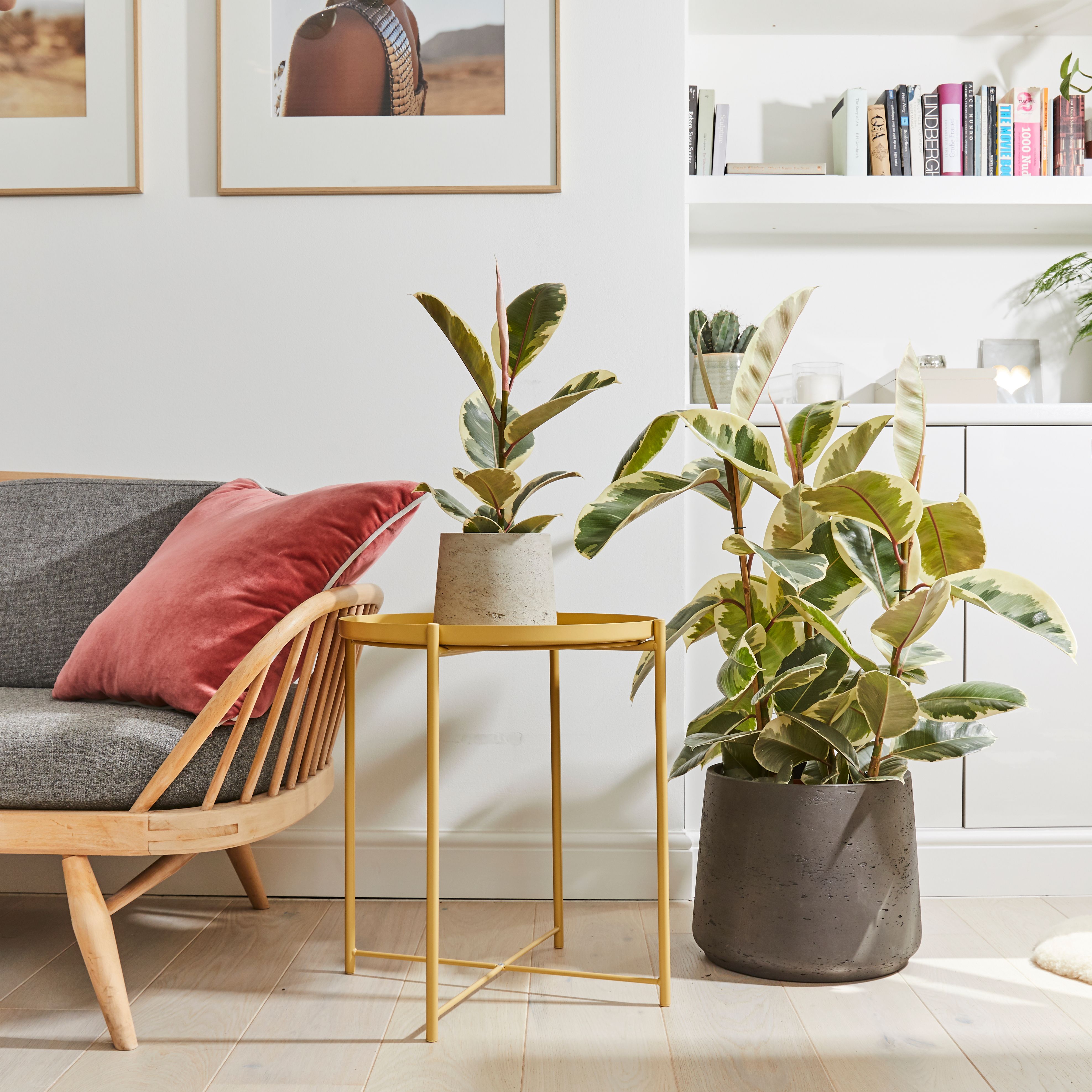 one large and one small variegated rubber plant in clay pots next to a sofa in a living room